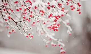 微信朋友圈下雪说说大全（下雪朋友圈说说句子大全）