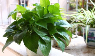 绿萝的根部怎么处理 绿萝的根部怎么处理方法