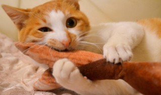 猫粮吃没了给猫吃什么（猫粮吃没了给猫吃什么药）