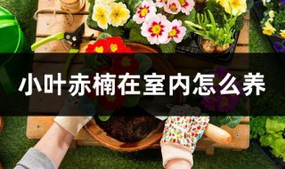 小叶赤楠在室内怎么养 小叶赤楠的养殖方法和注意事项