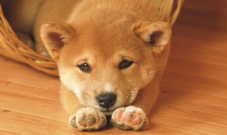 狗粮正确食用方法（狗粮正确食用方法图片）