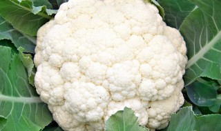 如何做花菜焖饭 如何做花菜焖饭视频