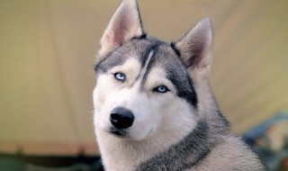 哈士奇天热了怎么解决（天气太热哈士奇怎么办）