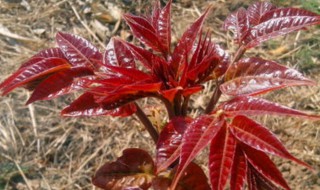 红油香椿树种子播种方法（红油香椿种子怎么播种）