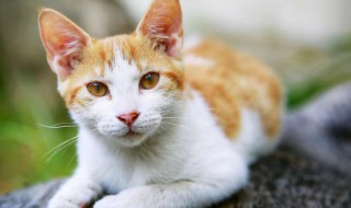 牛磺酸对猫咪的作用 猫咪牛磺酸有什么用