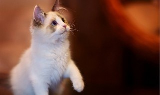 猫吃牛磺酸的作用 猫吃什么有牛磺酸