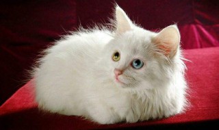 牛磺酸猫可以吃吗（牛磺酸猫怎么吃）