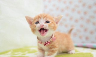 猫可以吃米饭吗（宠物猫可以吃米饭吗）