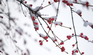 雪景摄影技巧（雪景摄影技巧与方法）