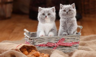 猫多大可以吃猫饭(猫多大可以吃饭了)