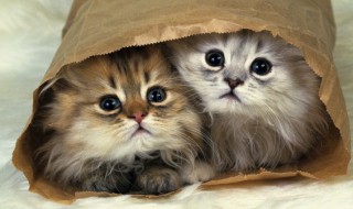 猫饭怎么做好吃又简单 猫饭怎么做好吃又简单视频