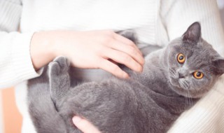 猫粮怎么喂比较好(猫粮咋喂好)