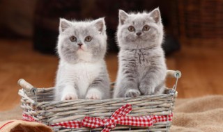 猫粮的配方与做法（猫粮的配方与做法视频）