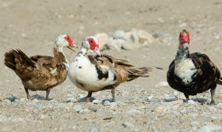 禽类有哪些种类(禽类有哪些种类图片)