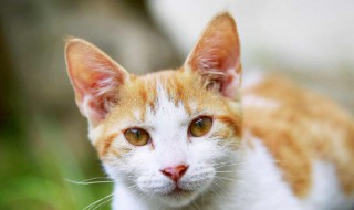 自制猫饭好还是猫粮好（喂猫吃猫粮还是自制猫饭）