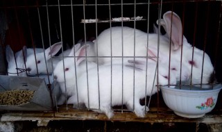 兔子养殖怎么养才成功 兔子养殖如何