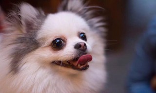 养博美狗技巧（博美养狗常识）