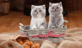 加菲幼猫怎么挑选（如何挑选加菲幼猫）