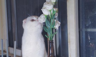 小猫咪不吃猫粮怎么办 小猫咪不吃猫粮怎么办呀