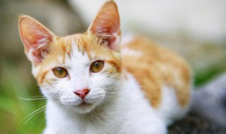 猫的英文怎么读 大熊猫的英文怎么读