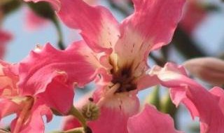 美丽异木棉和木棉的区别是什么（美丽异木棉与木棉）