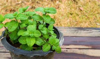 罗勒叶是薄荷吗 罗勒叶是薄荷吗?罗勒叶可以用什么代替?