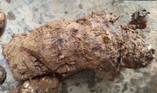 茯苓产地在哪里 茯苓产地在哪里的