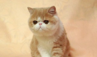 波斯猫和加菲猫的区别是什么（波斯猫和加菲猫的区别是什么颜色）