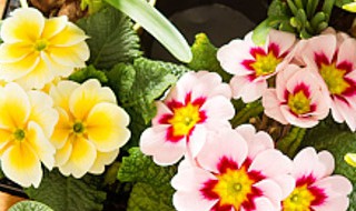 紫珍珠多肉和初恋多肉的区别是什么 多肉植物初恋和紫珍珠的区别