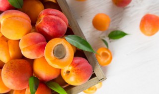 杏子和杏仁的区别是什么 杏子和杏仁有什么区别