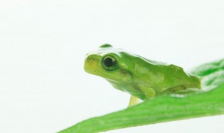 青蛙和癞蛤蟆的区别是什么（青蛙和癞蛤蟆的区别是什么脑筋急转弯）