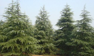 雪松和塔松的区别是什么 雪松和塔松的区别是什么树