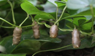 山药豆与山药的区别是什么 山药豆与山药的区别是什么东西