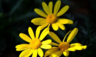 野菊花和菊花的区别是什么 野菊花和菊花的区别是什么作用