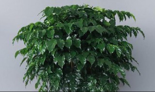 幸福树什么时候开花 幸福树什么时候开花?2月会开花吗