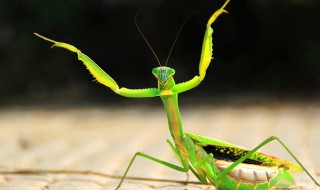 螳螂品种（最凶猛的螳螂品种）