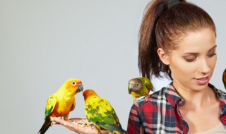 鹦鹉吃啥（虎皮鹦鹉吃啥）