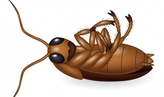 蟑螂用脚踩死了还会繁殖吗 小蟑螂可以用脚踩死后还会产卵吗