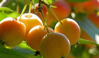 丽江的特产是什么（丽江的特产是什么?）