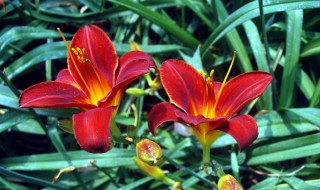 红百合花的功效与作用（红百合花的功效与作用是什么）