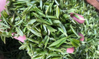 仙人掌茶的特点 仙人掌茶的功效