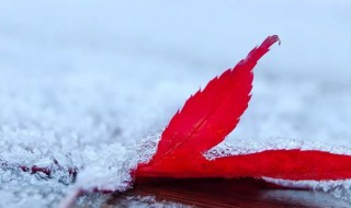 初雪诗句 初雪诗句唯美