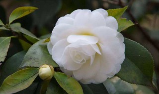 白山茶的花语是什么意思（白山茶的花语是什么意思呀）