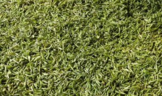 花果山云雾茶的口感味道（花果山云雾茶红茶）