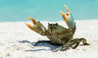 大闸蟹保存方法有哪些 大闸蟹保存方法有哪些种类