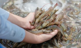 香辣基围虾怎么做好吃（香辣基围虾怎么做好吃家常做法）