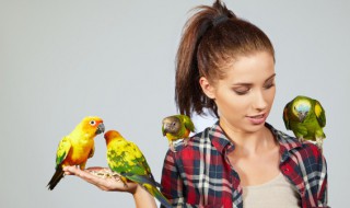 鸟的英语怎么读（我能看见12只鸟的英语怎么读）