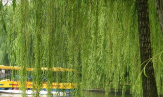 柳树怎么传播种子（柳树怎么传播种子仿写）