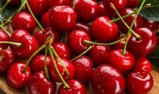 樱桃怎么传播种子（樱桃怎么传播种子的方法仿写）