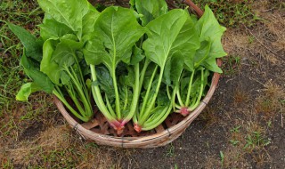 菠菜怎么种植 菠菜怎么种植最好